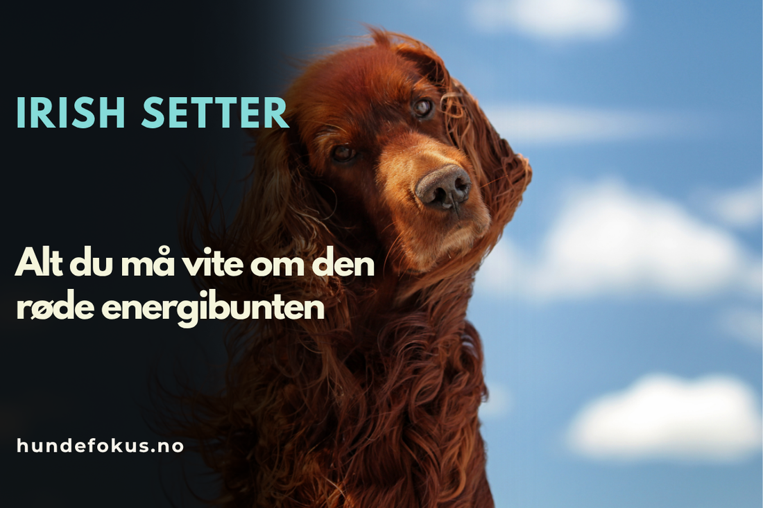 Irish Setter