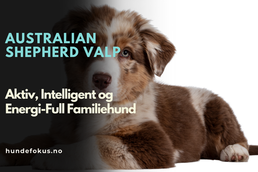 Australian Shepherd Valp