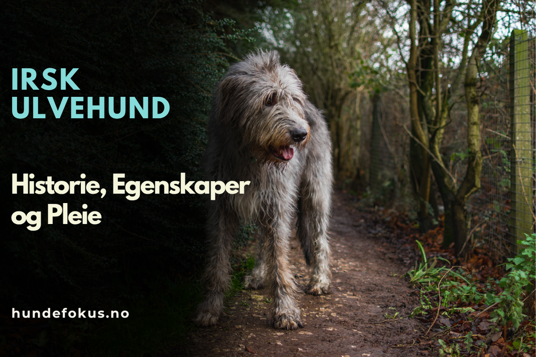 Irsk Ulvehund: Historie, Egenskaper og Pleie