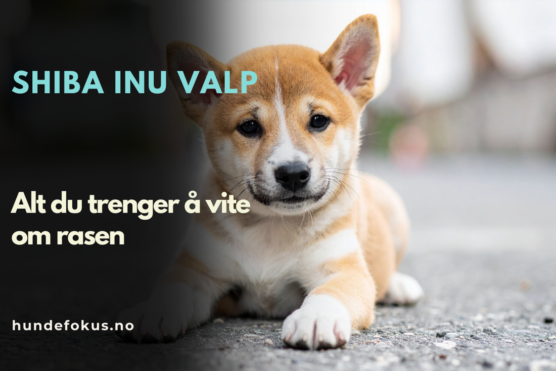 Shiba Inu Valp