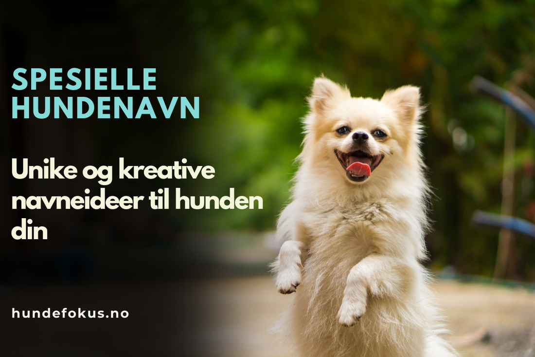 Spesielle hundenavn
