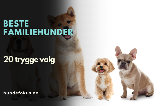 Beste familiehunder