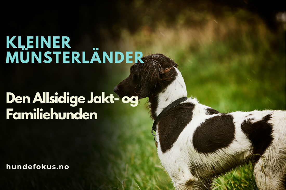 Kleiner Münsterländer