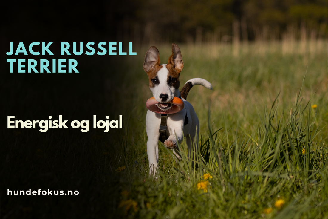 Jack Russell Terrier