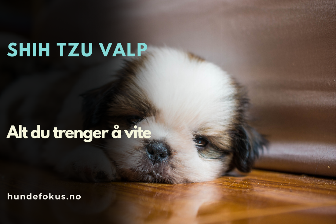 Shih Tzu Valp
