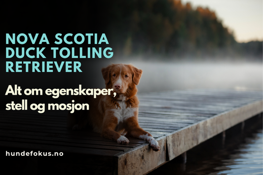 Nova Scotia Duck Tolling Retriever