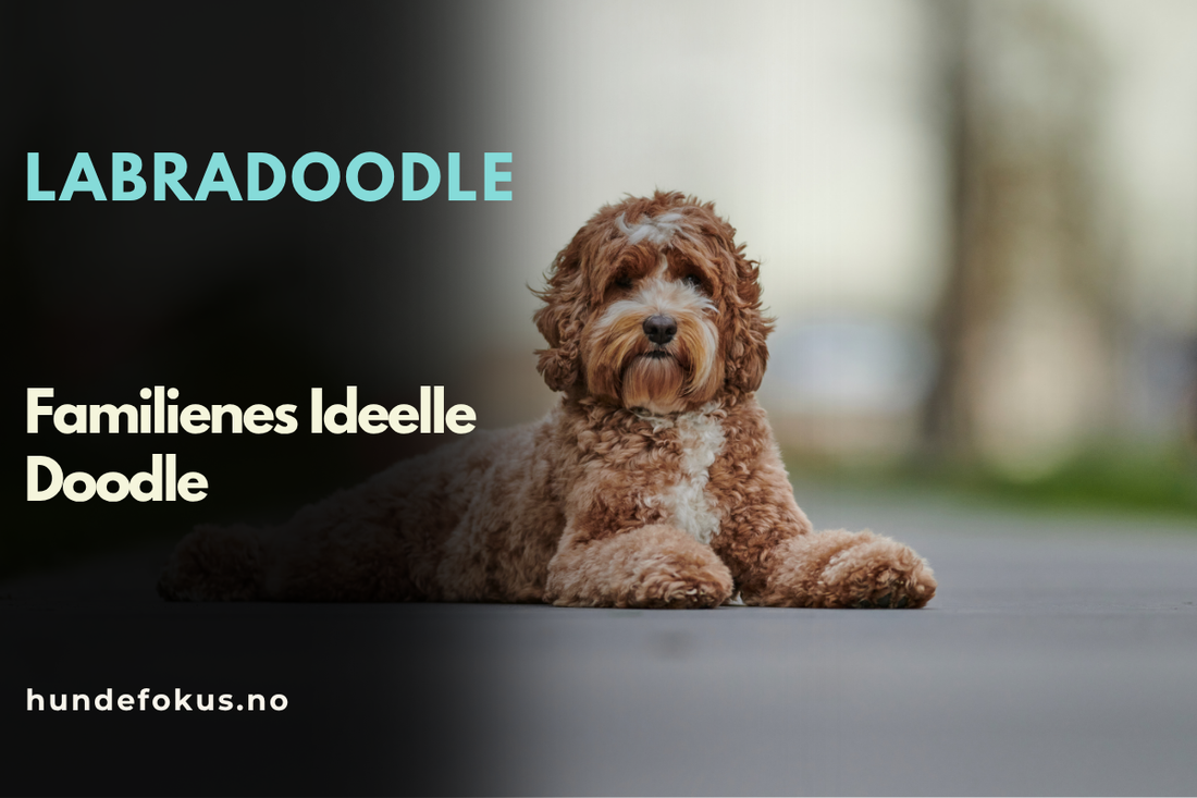 Labradoodle