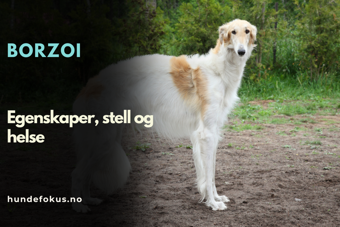 Borzoi