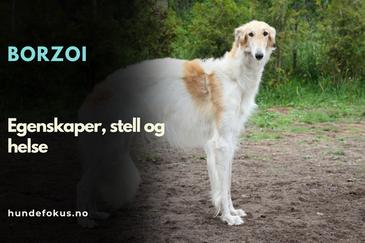 Borzoi