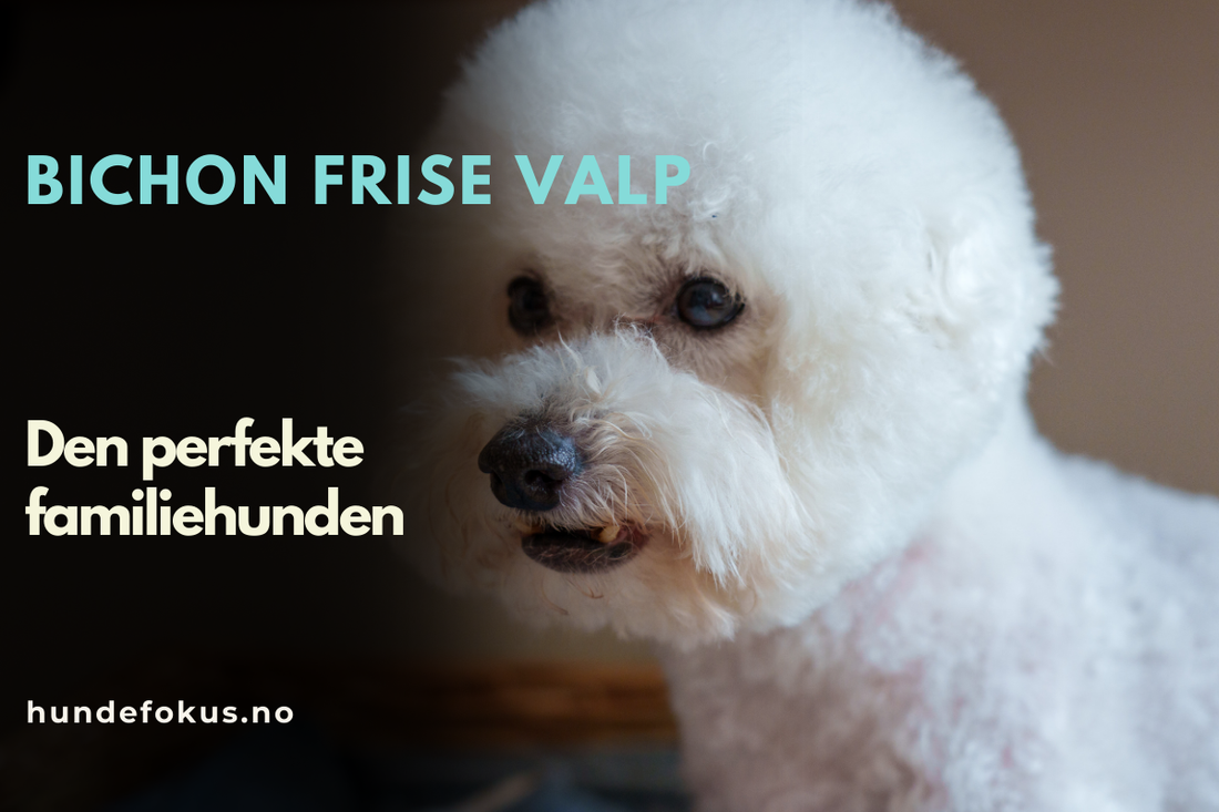 Bichon Frise Valp