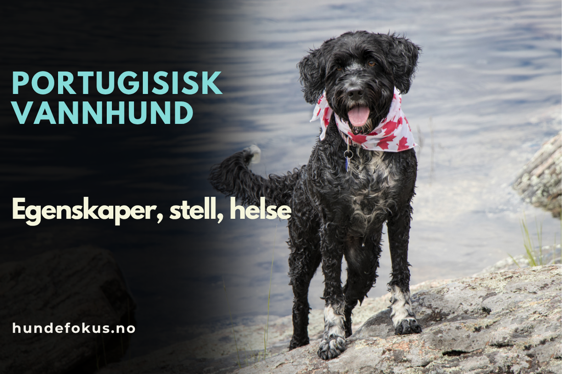 Portugisisk vannhund