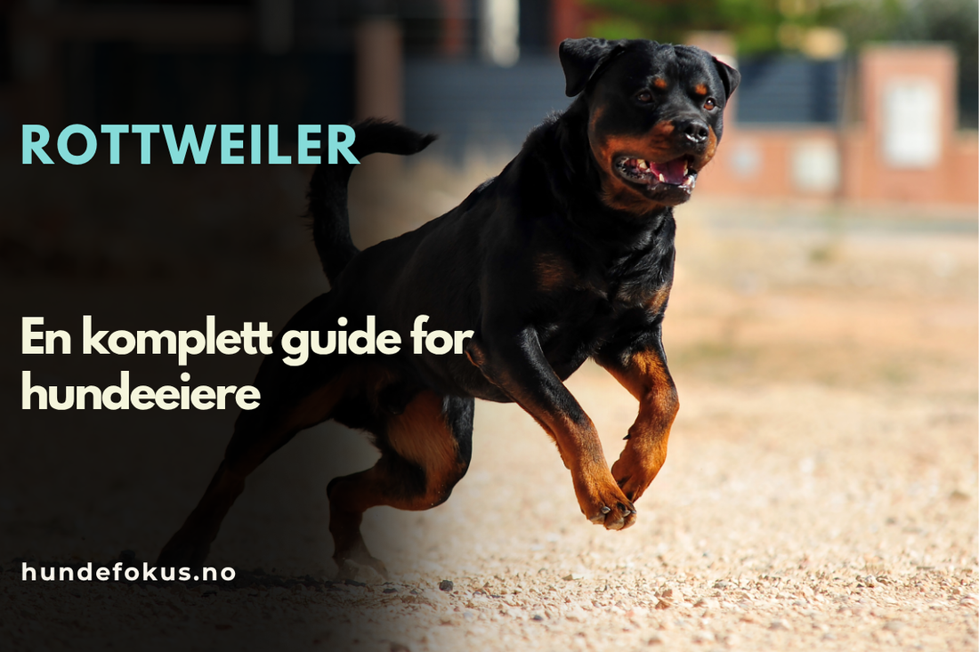Rottweiler