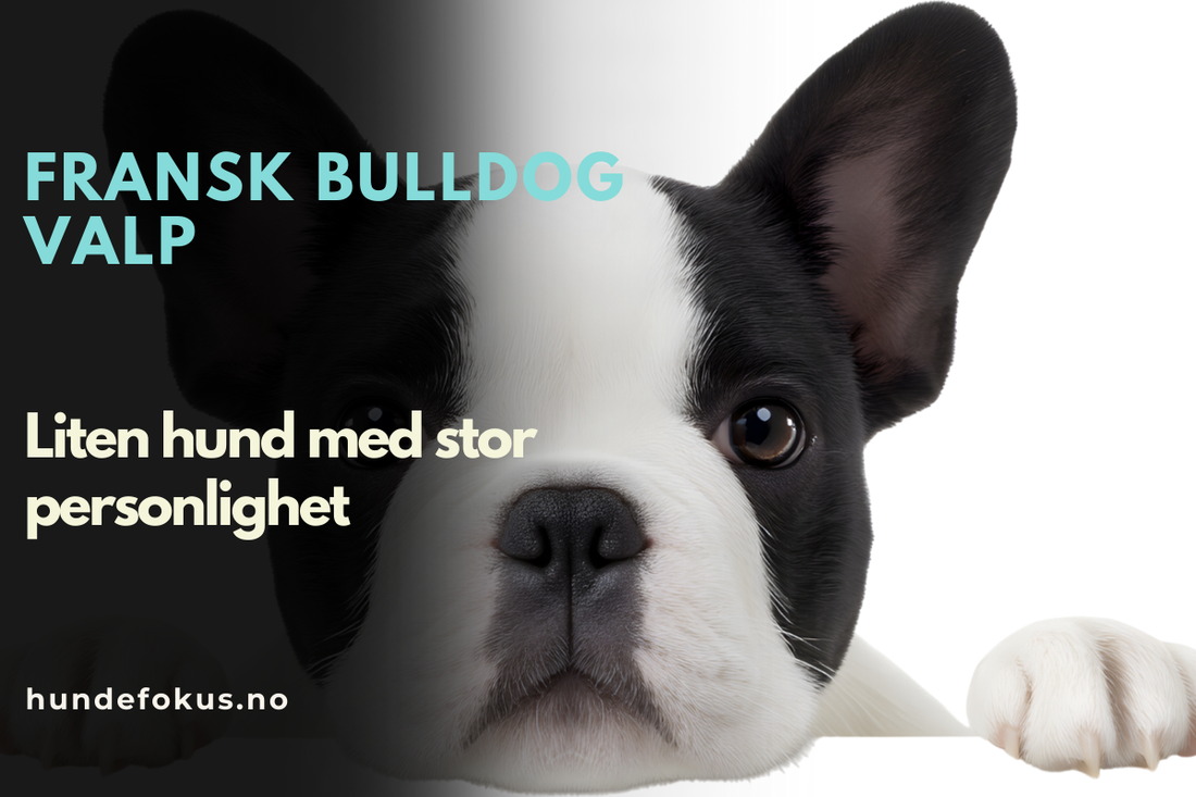Fransk bulldog valp