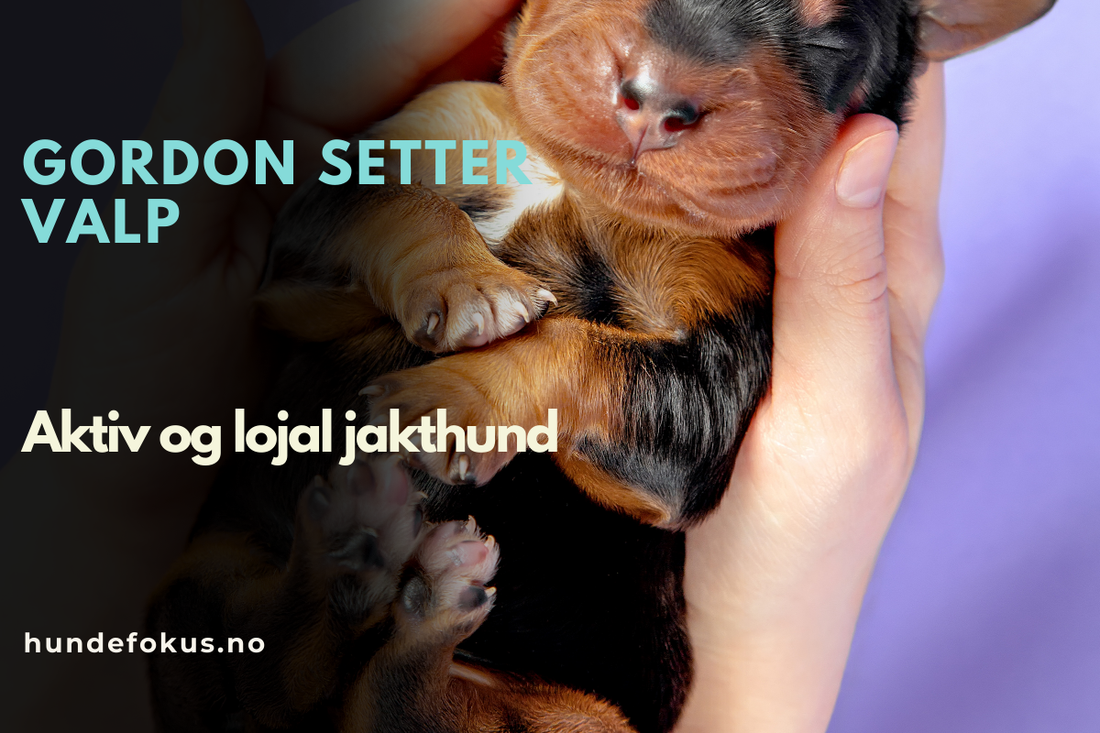 Gordon setter valp