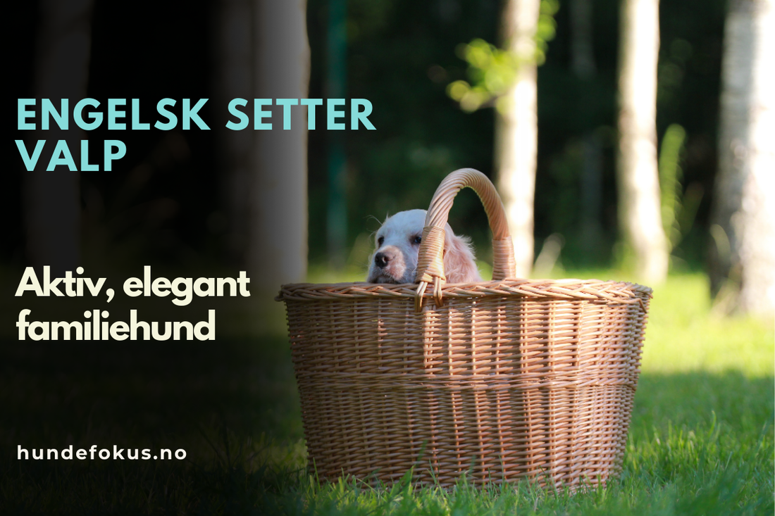 Engelsk setter valp