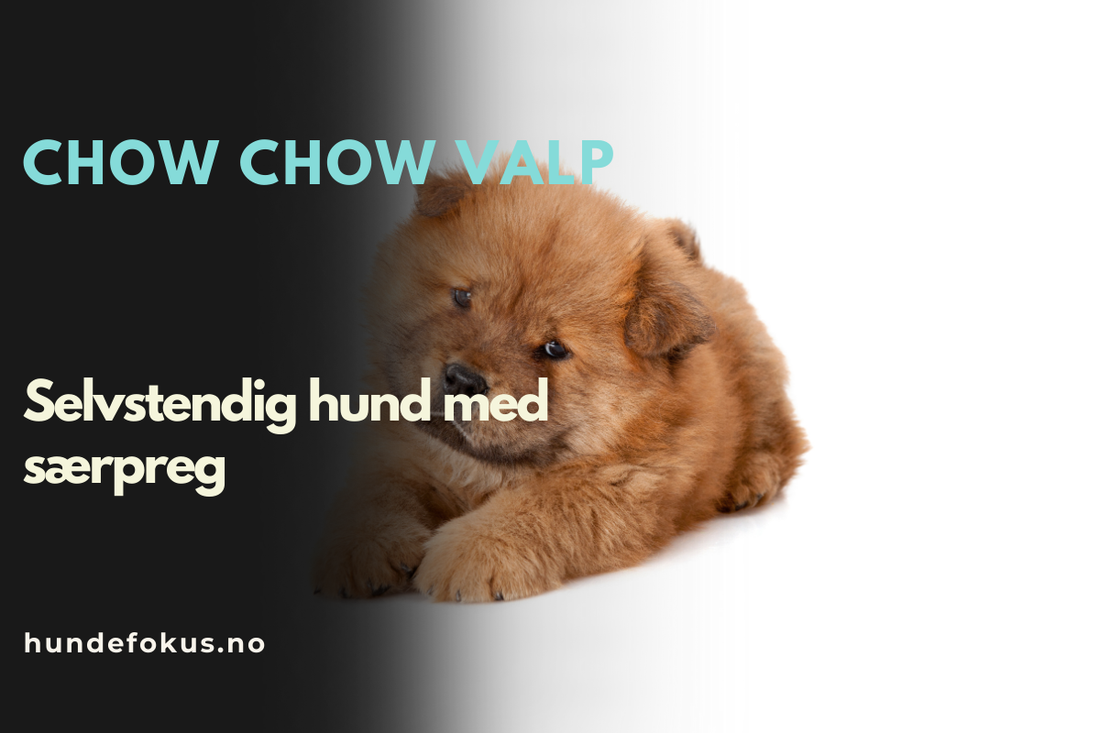 Chow chow valp