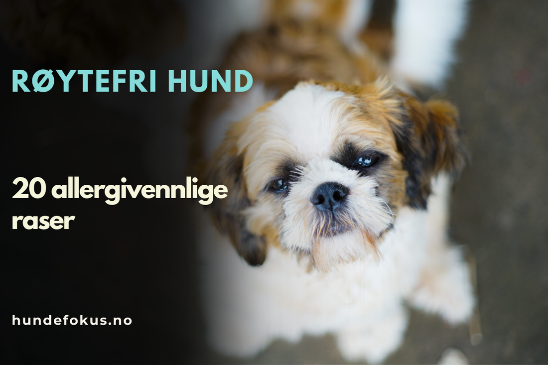 Røytefri hund