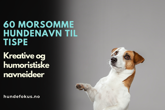 morsomme hundenavn til tispe