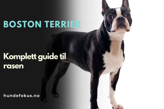 Boston terrier