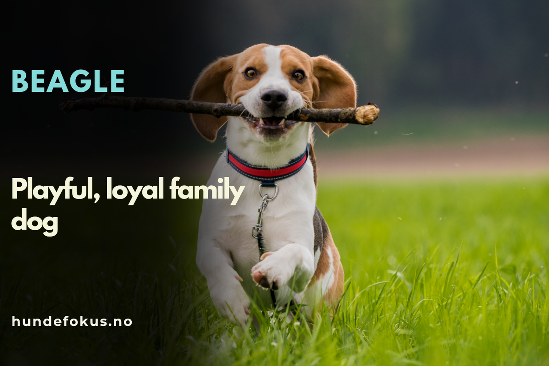 Beagle: Playful, loyal family dog
