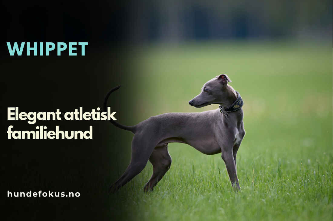 Whippet 