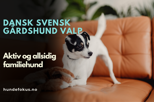Dansk svensk gårdshund valp