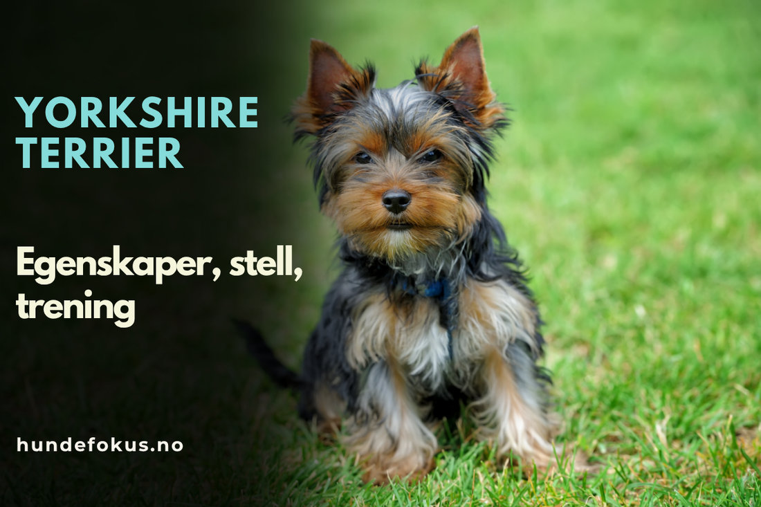 Yorkshire terrier