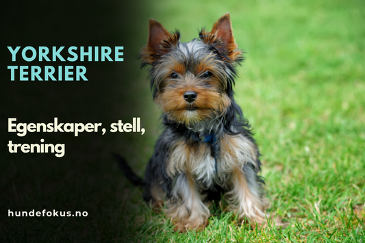 Yorkshire terrier