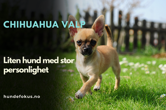 Chihuahua valp
