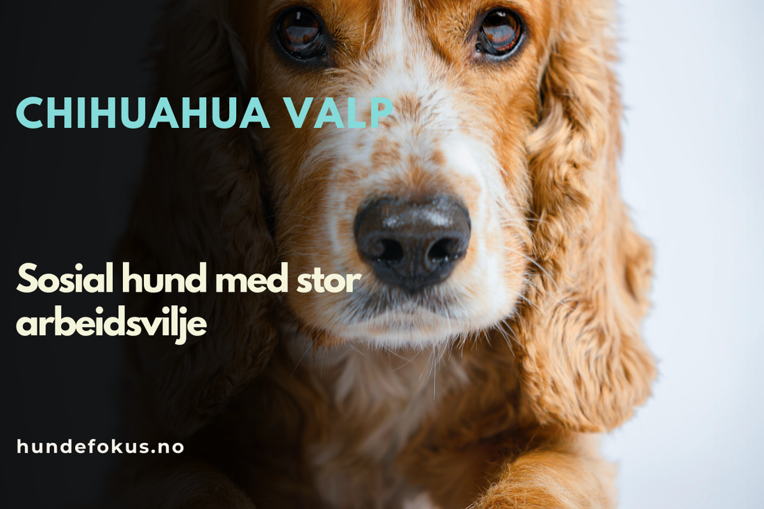 Engelsk cocker spaniel valp