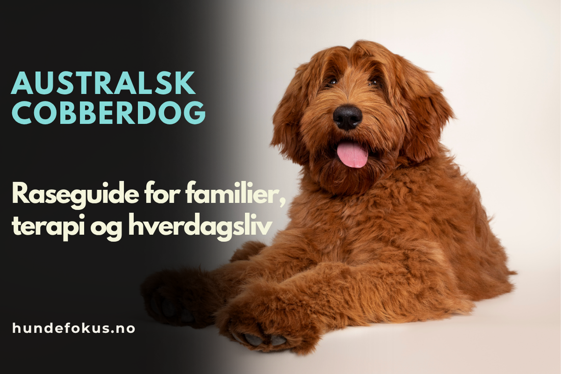 Australsk cobberdog