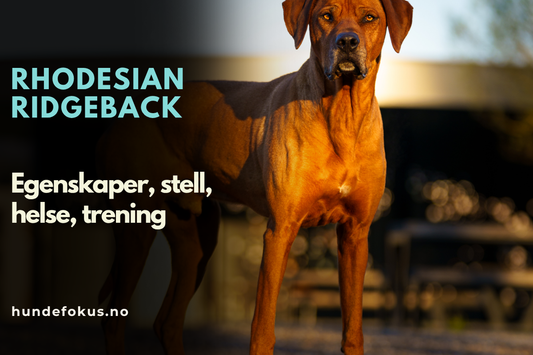 Rhodesian Ridgeback
