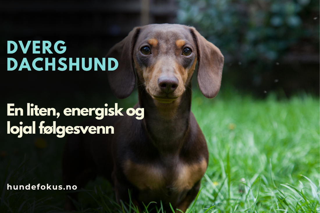 Dverg Dachshund