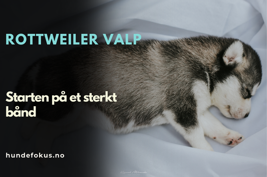 Husky valp