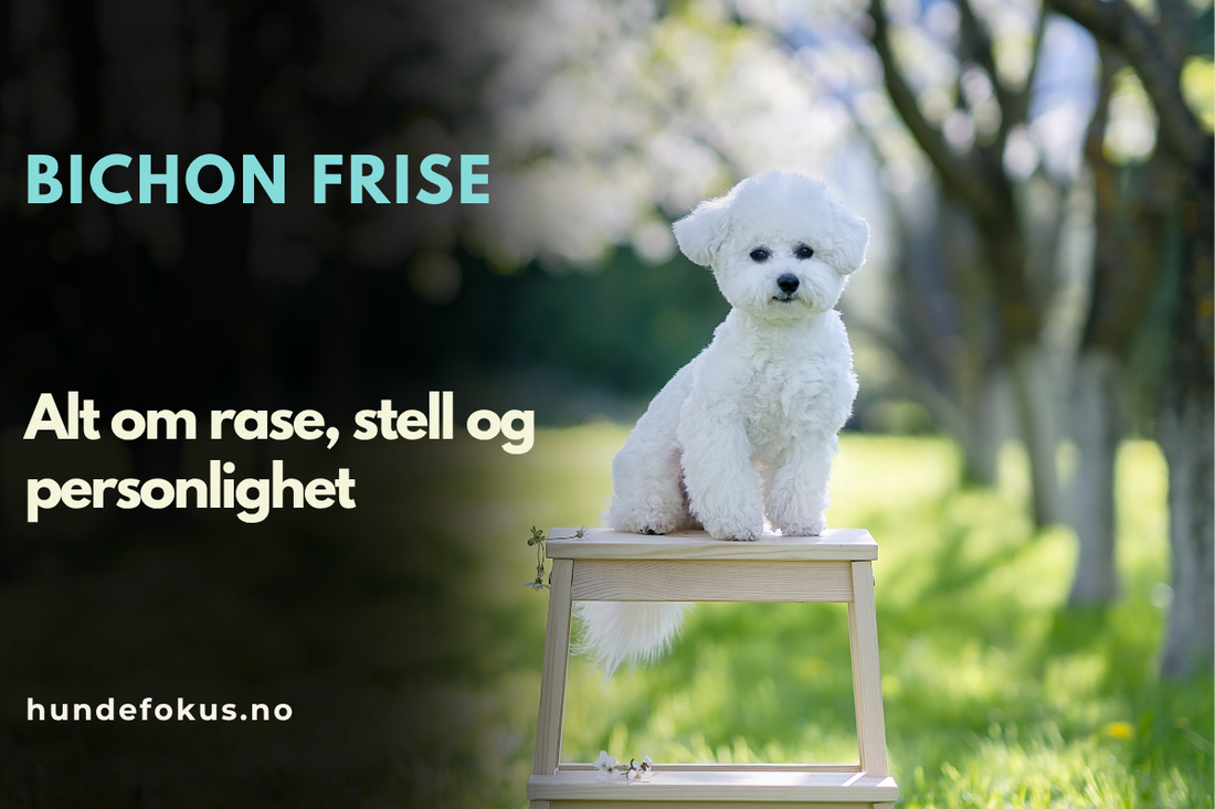 Bichon Frise