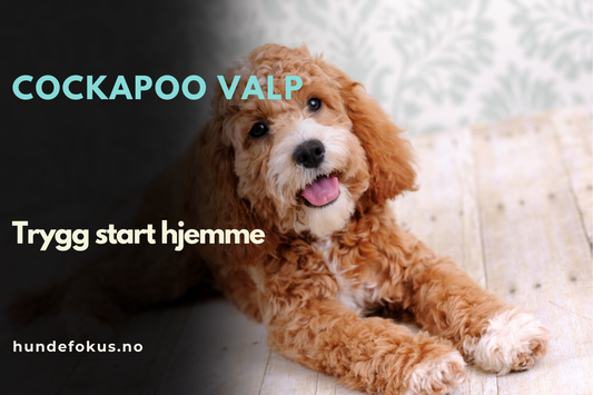 Cockapoo valp