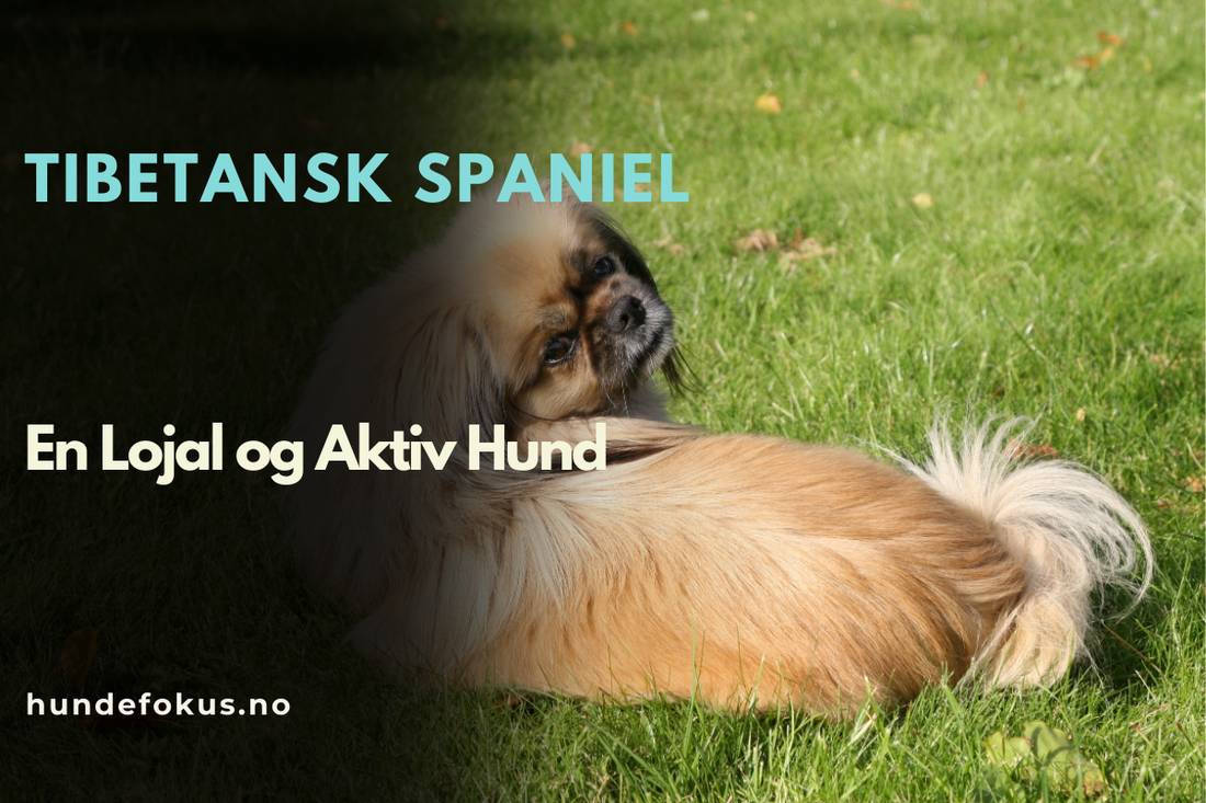 Tibetansk Spaniel