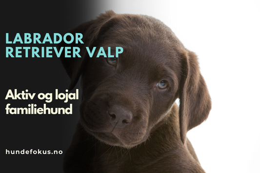 Labrador retriever valp