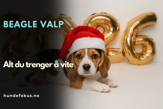 Beagle Valp