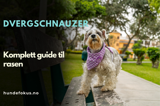 Dvergschnauzer stående utendørs