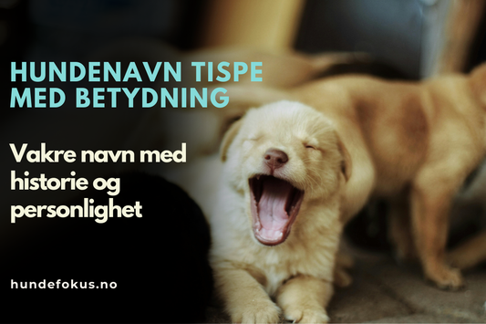 Hundenavn tispe med betydning