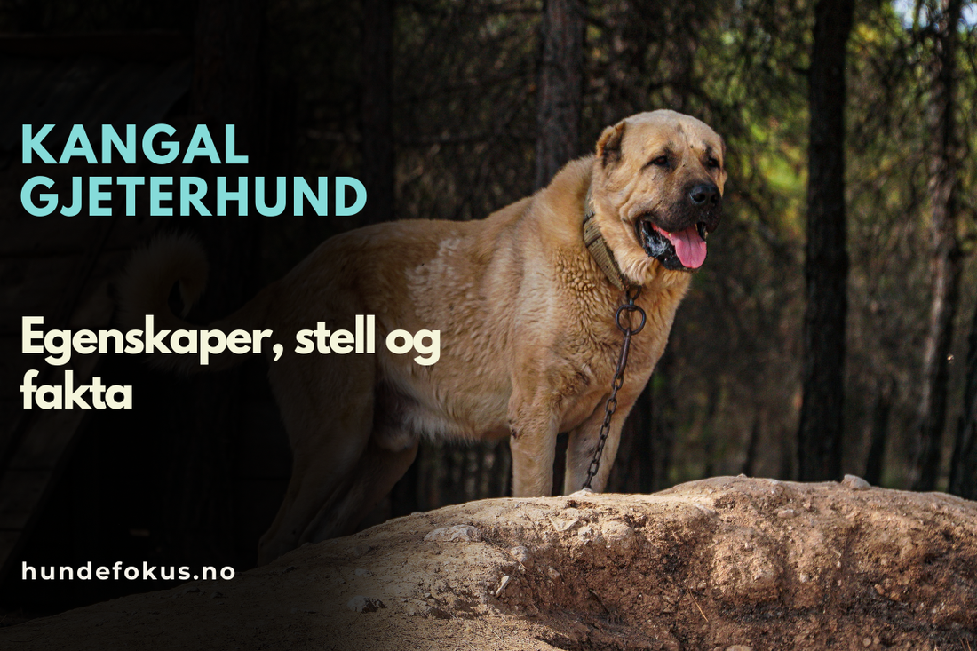 Kangal gjeterhund