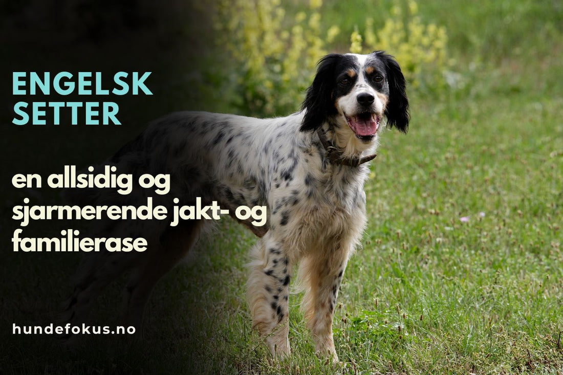 Engelsk setter 