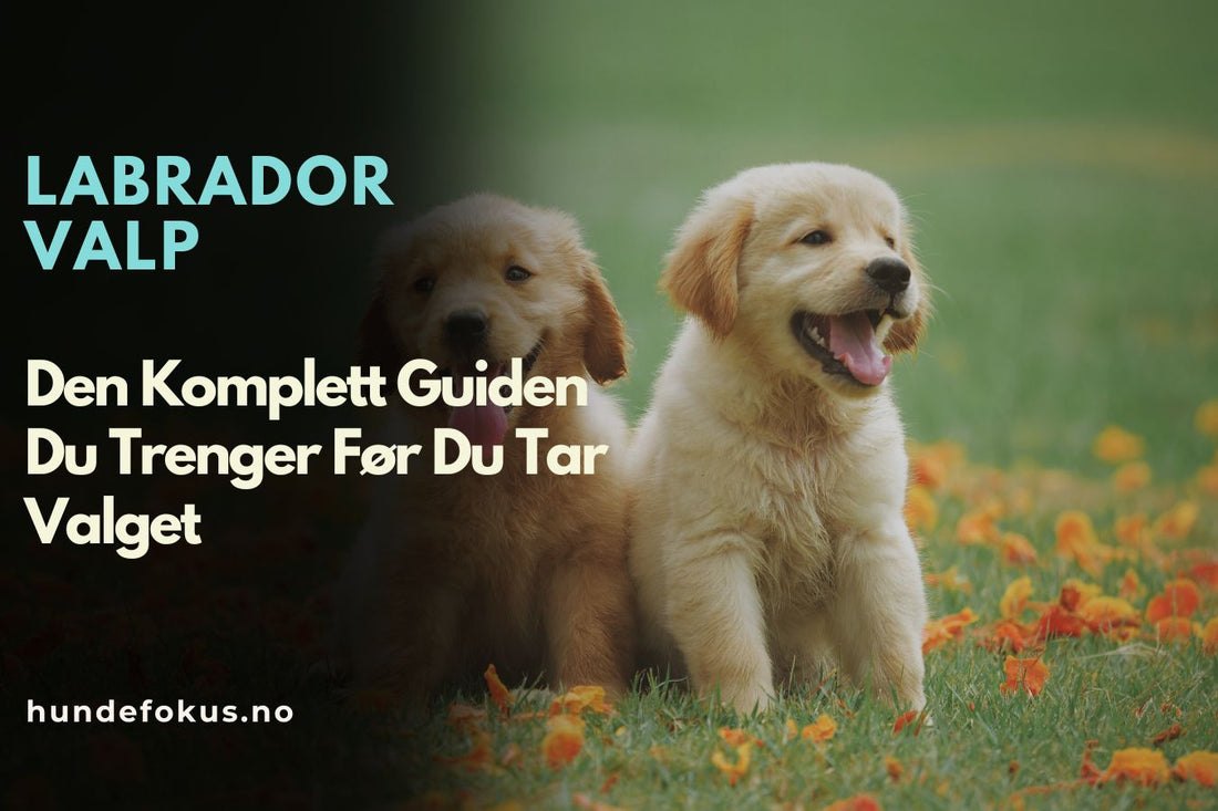 Labrador Valp