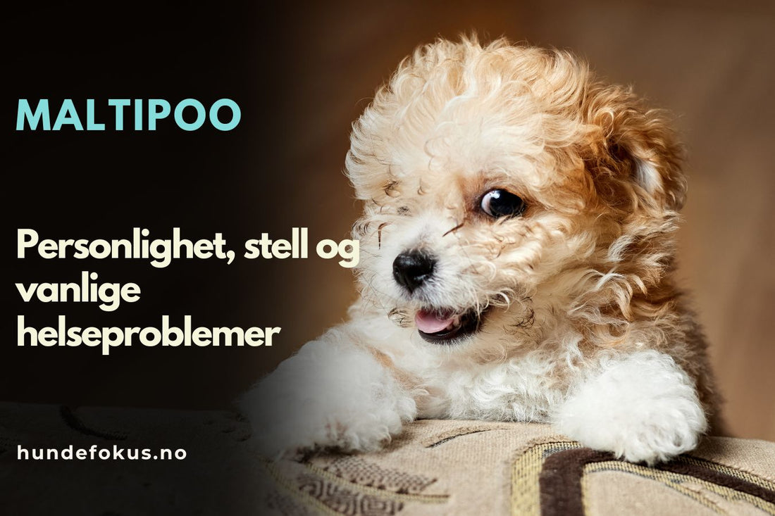 Maltipoo