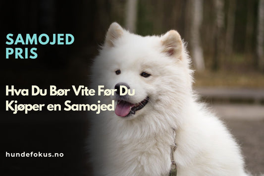 Samojed Pris