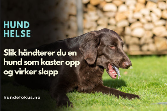 Slik håndterer du en hund som kaster opp og virker slapp