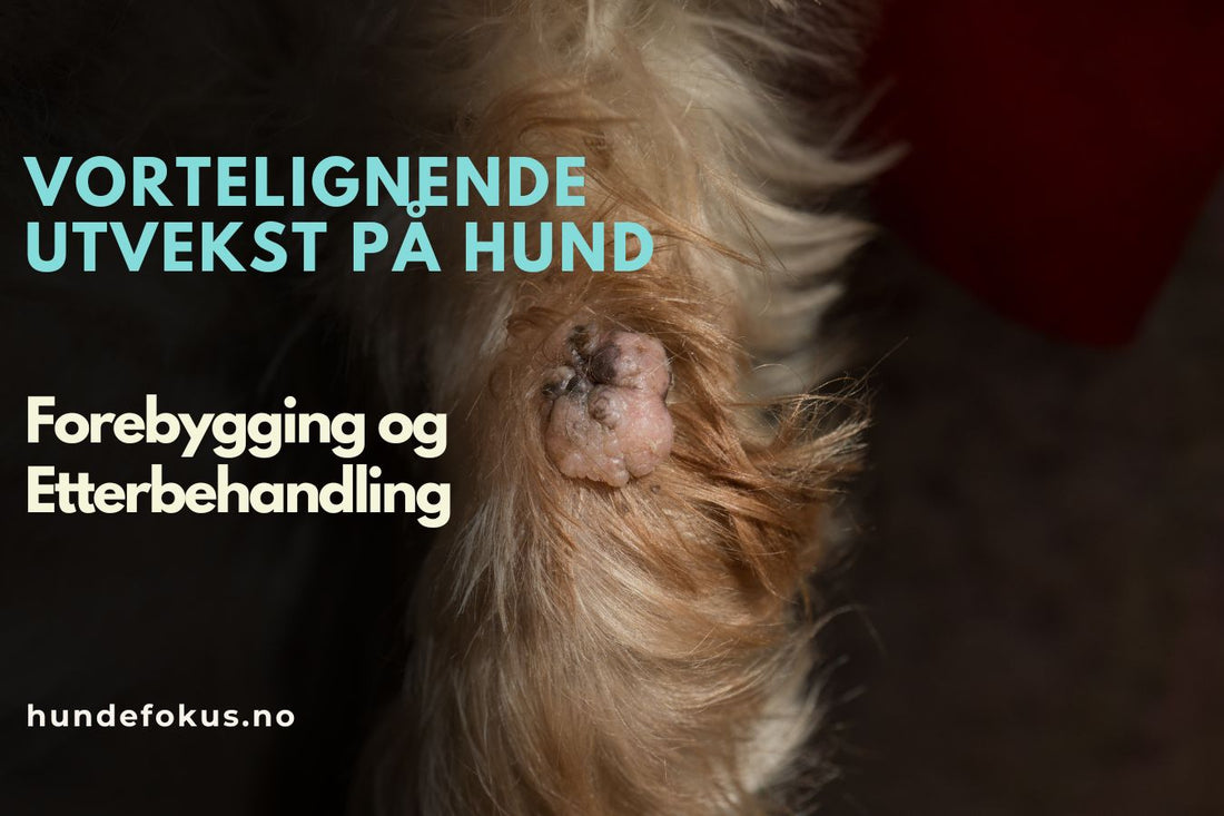 Vortelignende Utvekst på Hund