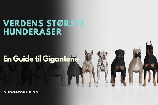 Verdens Største Hunderaser