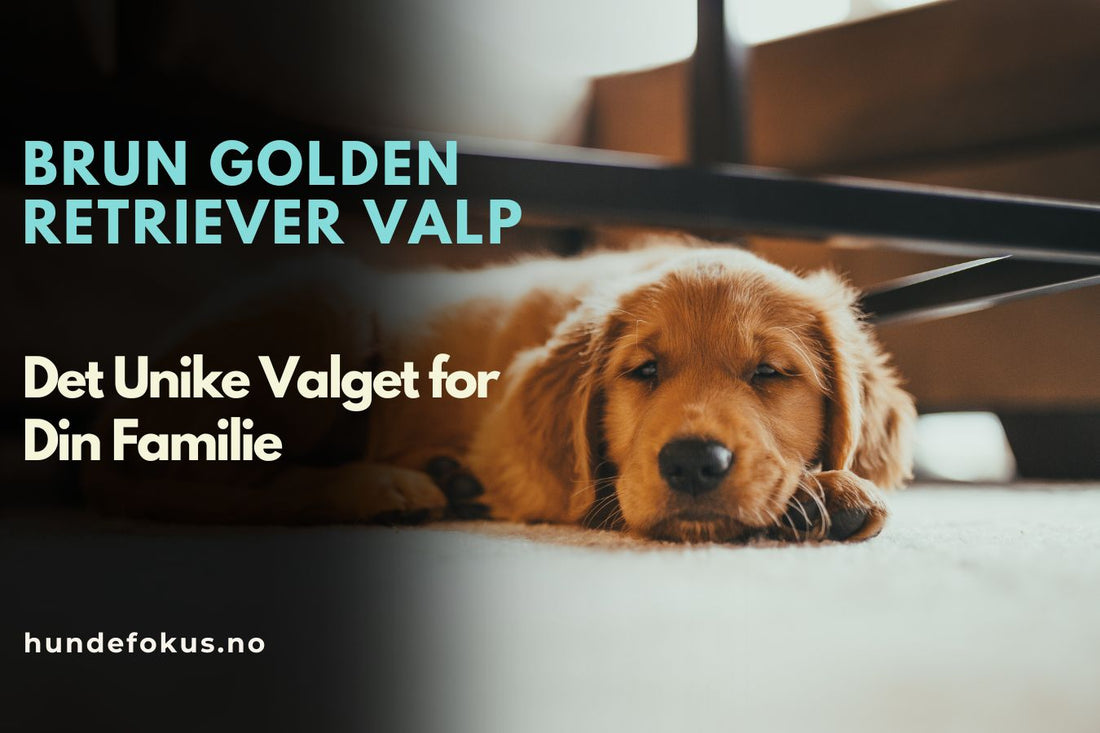 Brun Golden Retriever Valp